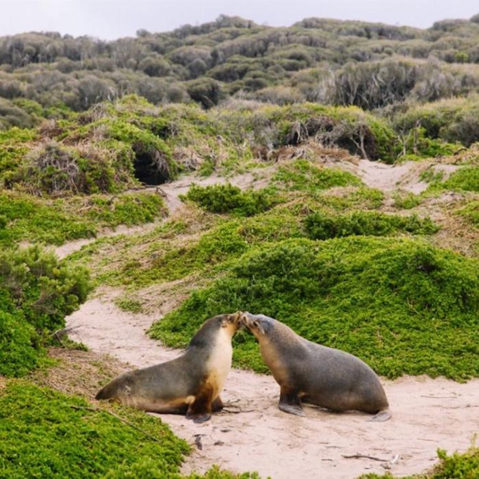 See Adelaide & Beyond Kangaroo Island 2 Day Wildlife Adventure Tour (Communal Share Bell Tent Max 4)