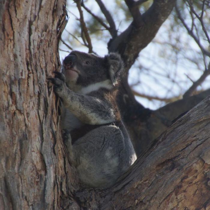 See Adelaide & Beyond Kangaroo Island 2 Day Wildlife Adventure Tour (Communal Share Bell Tent Max 4)