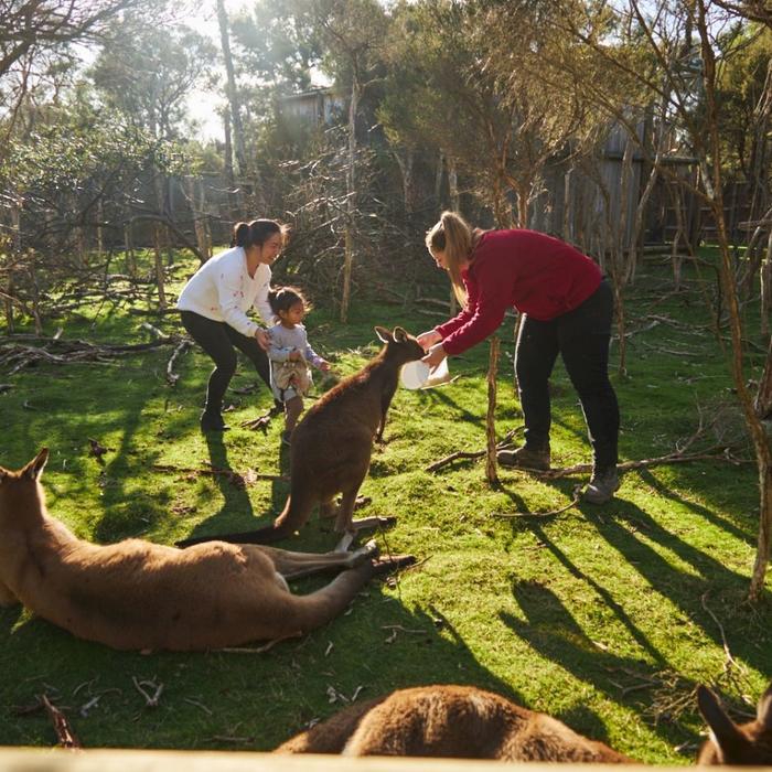 Explore Australia Penguins & Wildlife Nature Experience - Penguins Plus upgrade