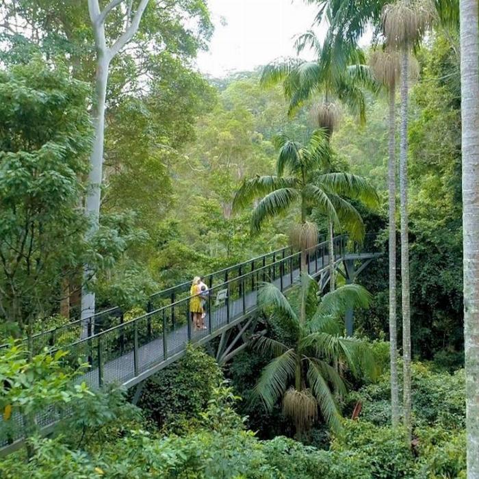 Pineapple Tours Hop on Hop off Bus with Rainforest Skywalk + Glow Worm Caves - From Brisbane