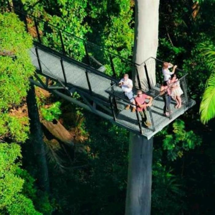 Pineapple Tours Hop on Hop off Bus with Rainforest Skywalk + Glow Worm Caves - From Gold Coast