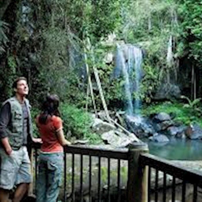 Pineapple Tours Hop on Hop off Bus with Rainforest Skywalk + Glow Worm Caves - From Gold Coast