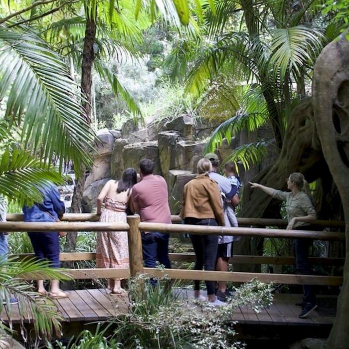 Pineapple Tours Hop on Hop off Day Pass + Glow Worm Tour - Brisbane Pickup