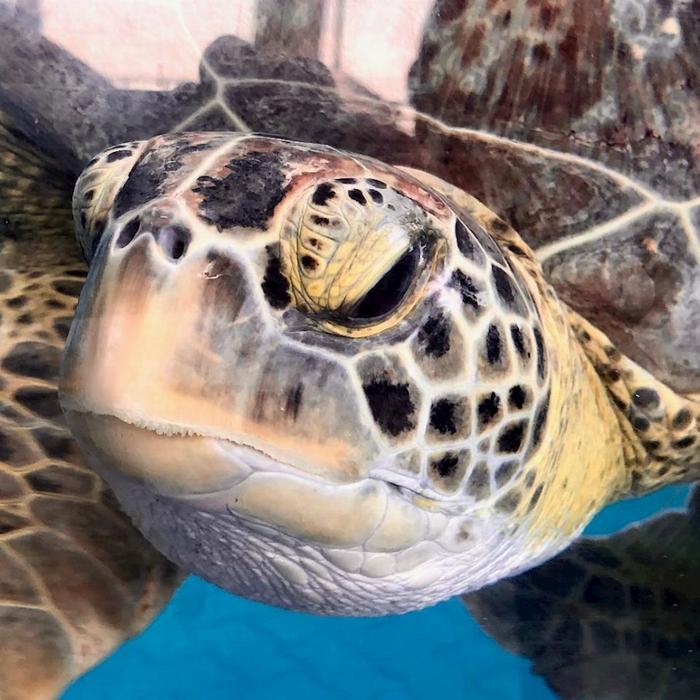 Cooly Eco Adventures Swim with Turtles