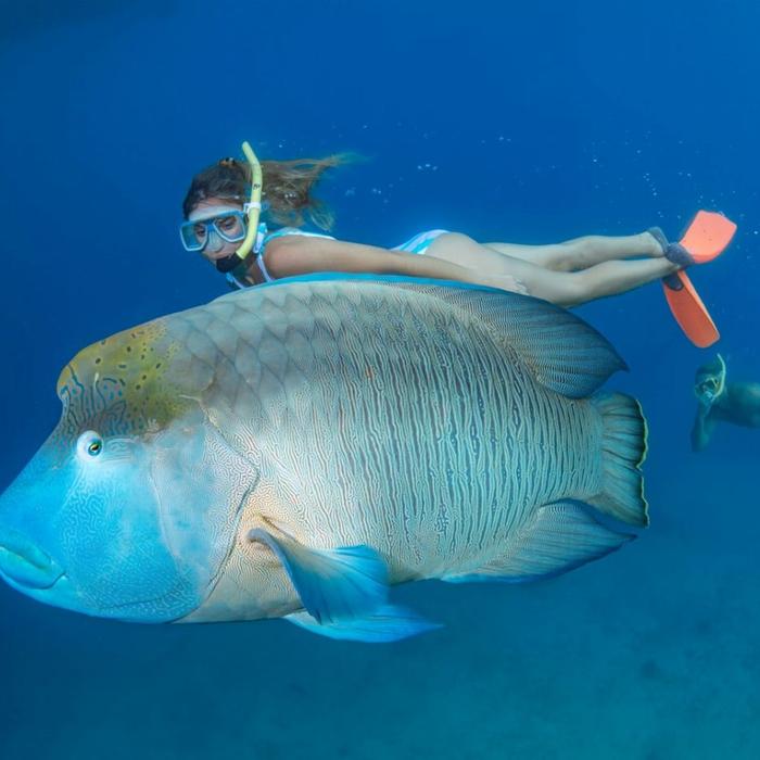 Great Adventures Green Island + Moore Reef Pontoon Combo (+ 1 Introductory Dive)