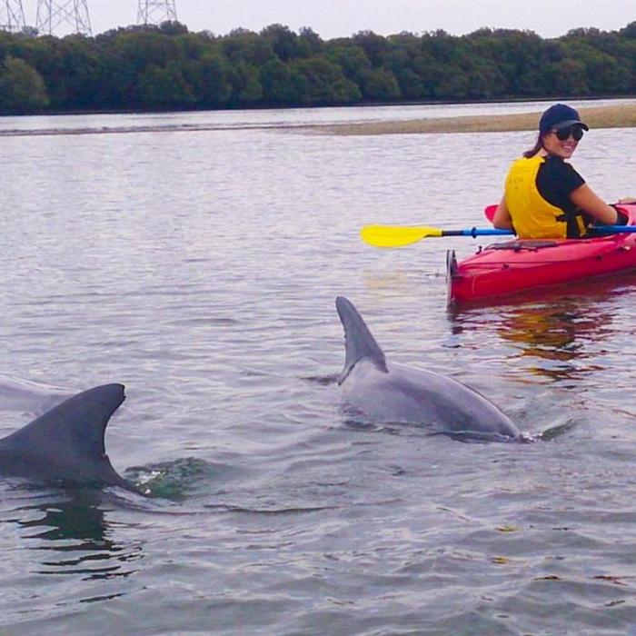Adventure Kayaking SA Dolphin Sanctuary & Ships Graveyard Kayak Tour