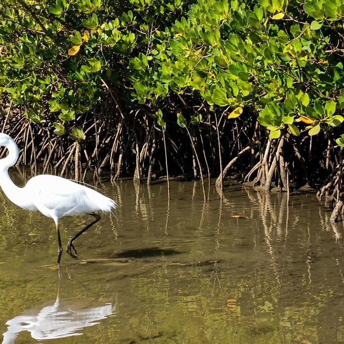 Epic Ocean Adventures Noosa Heads: Hidden Waterways & Wildlife Kayak Tour (Self Guided)