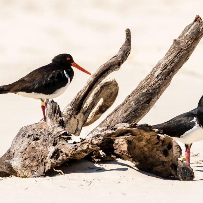 G'day Adventure Tours Bribie Island 4WD Beach & Bunker tour