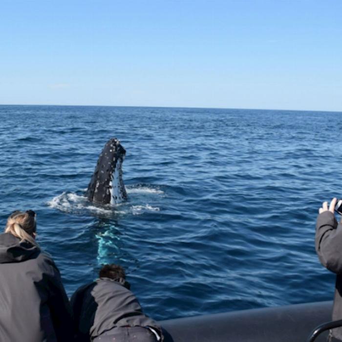 Ocean Extreme Whale Watching on EXTREME - Circular Quay Departure