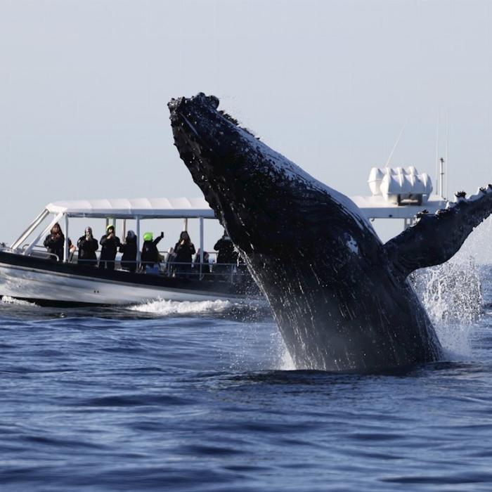 Ocean Extreme Whale Watching on vessel OSPREY - Circular Quay