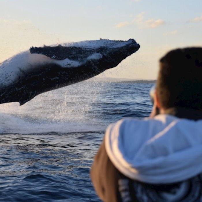 Ocean Extreme Whale Watching on vessel OSPREY - Circular Quay