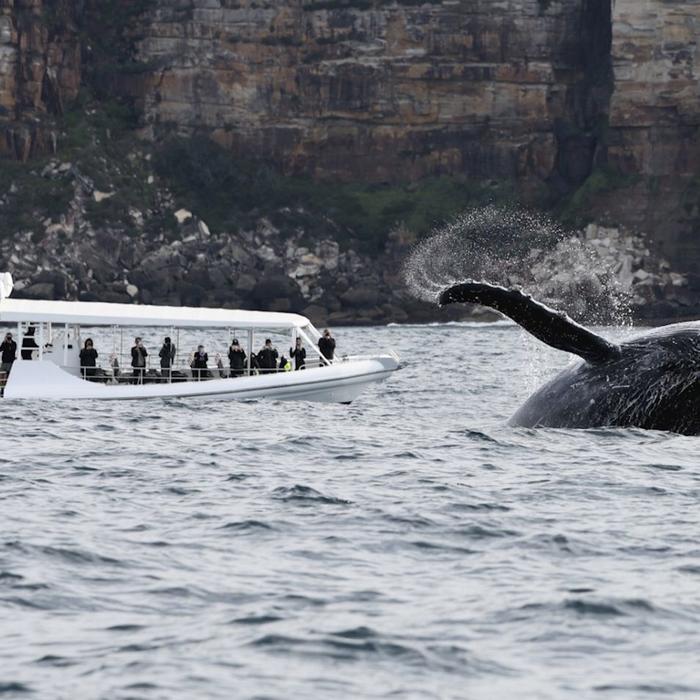 Ocean Extreme Whale Watching on vessel ORCA - Circular Quay Departure