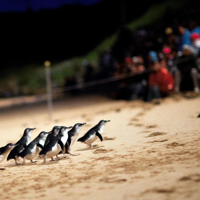 Go West Tours Melbourne Magic: City Discovery + Penguin Parade Tour