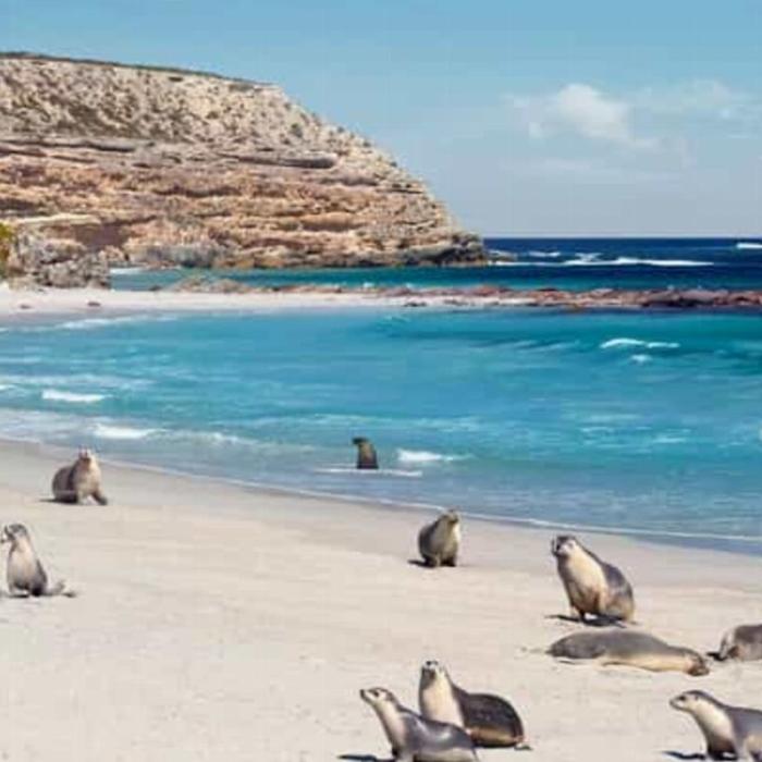 See Adelaide & Beyond Kangaroo Island 2 Day Wildlife Adventure Tour (Motel Single Traveller)
