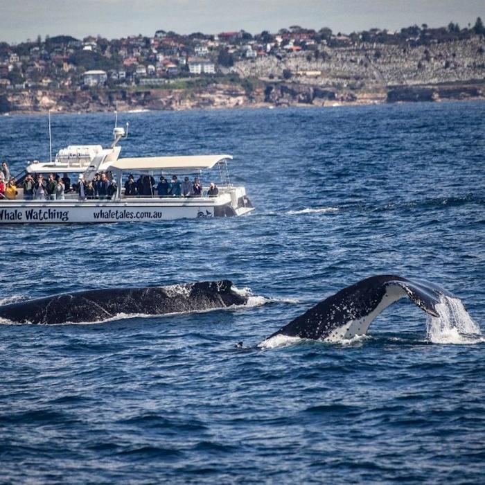 Whale Tales Whale Watching Ocean Whale Watching Experience