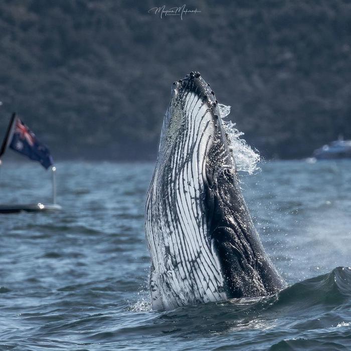 Whale Tales Whale Watching Ocean Whale Watching Experience