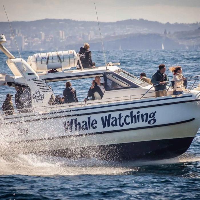 Whale Tales Whale Watching Ocean Whale Watching Experience