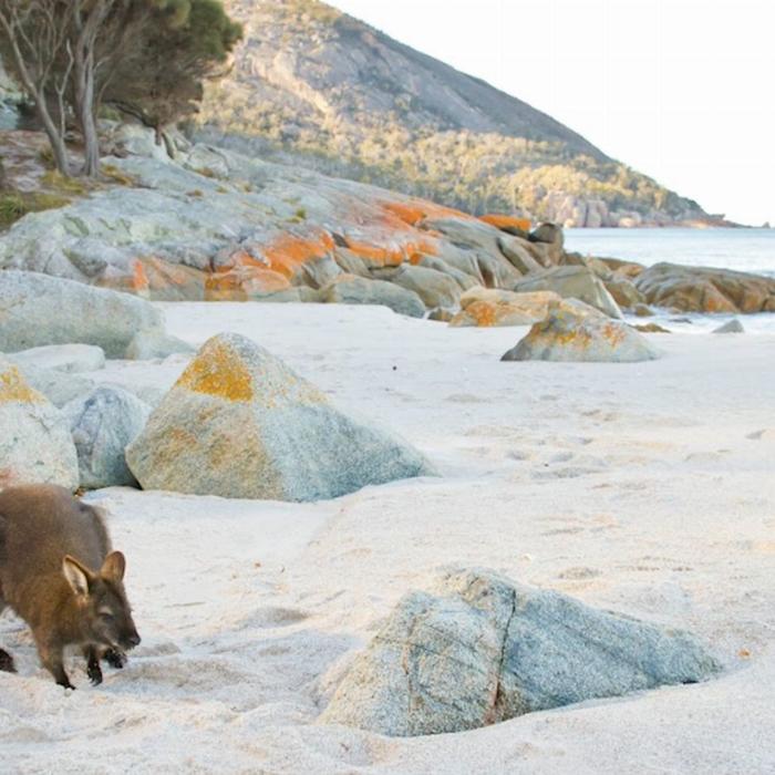 Tassie Tours A Day at Wineglass Bay