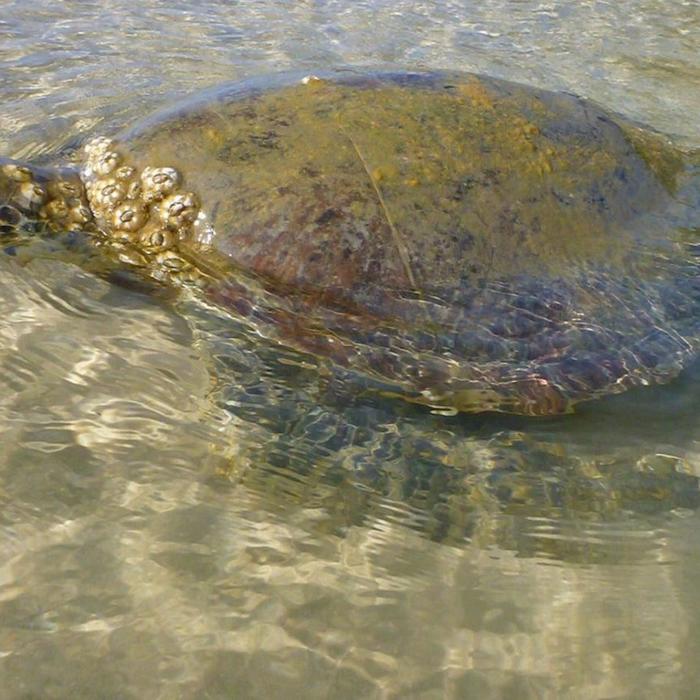 Epic Ocean Adventures Turtle View SUP Tour