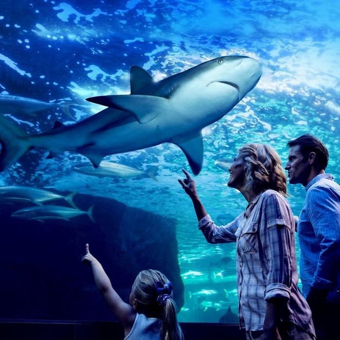Cairns Aquarium Night at the Aquarium Tour + 2 Course Dinner