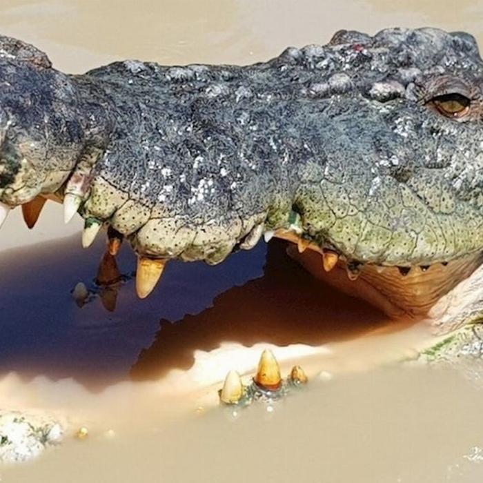 Shuttle Run Croc Spot Tours - Morning