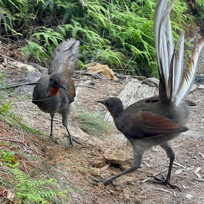 Todd Tours Blue Mountains - 3 Sisters & Scenic World - Day Trip From Sydney - Private Tour