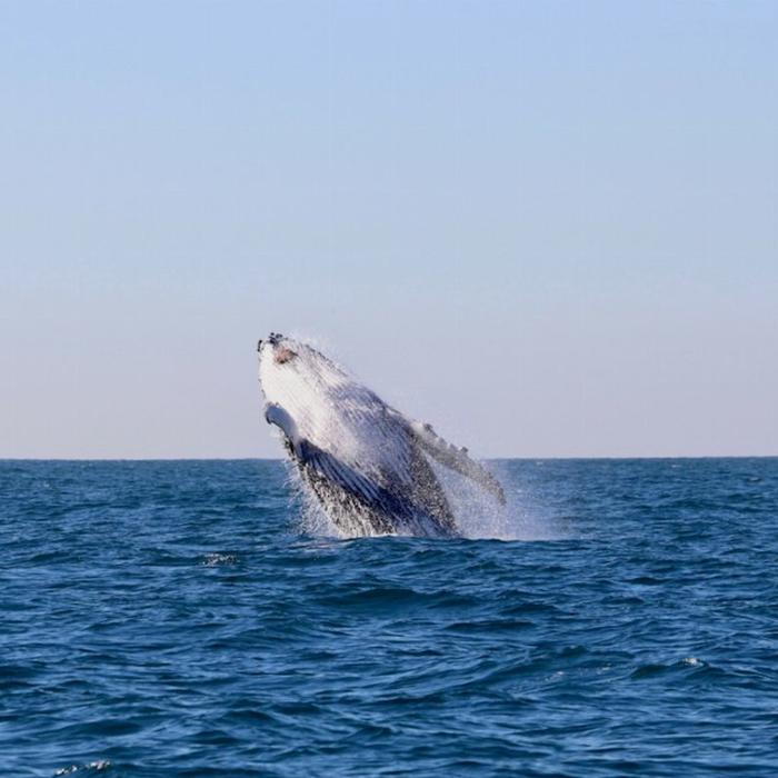 COASTXP Whale Encounter Tour