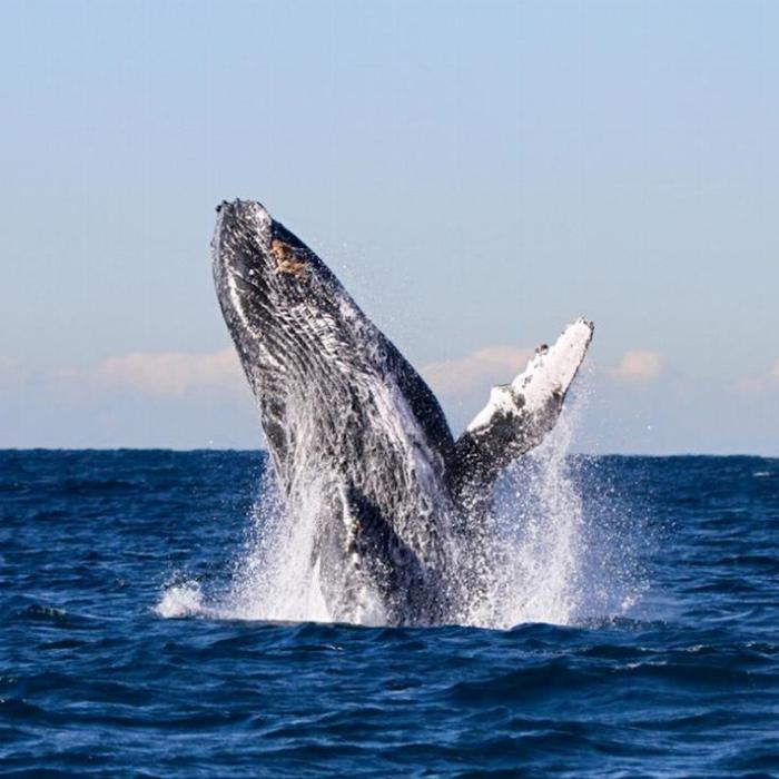 COASTXP Whale Discovery Tour