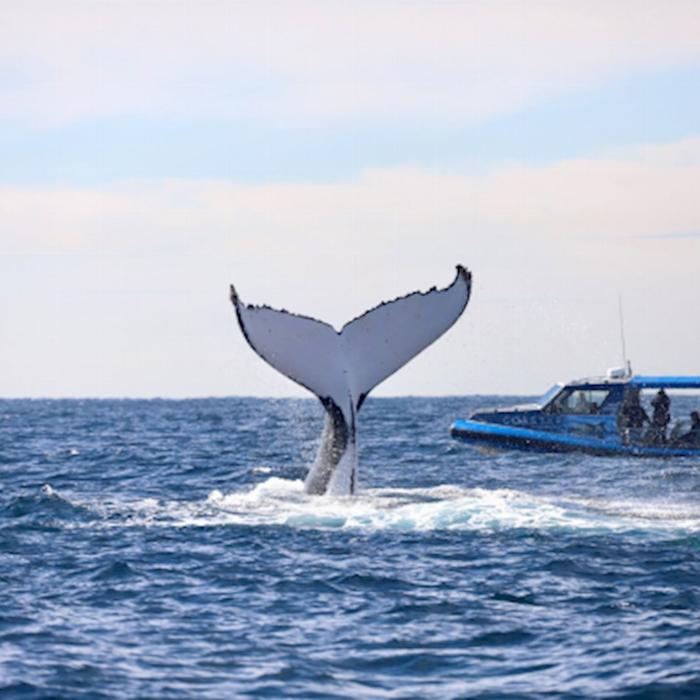 COASTXP Whale Discovery Tour