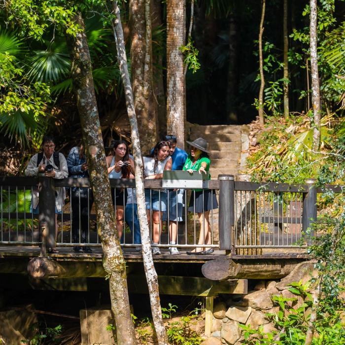 Airlie Adventure Tours Eungella Wild Platypus Encounter Full Day Eco Tour