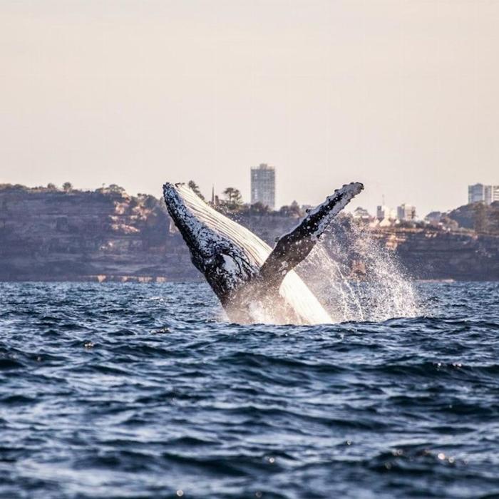 Sydney Harbour Whale Watching Sydney Whale Watching Adventure Cruise