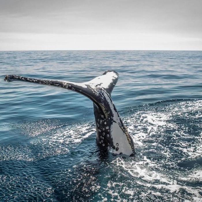 Sydney Harbour Whale Watching Sydney Whale Watching Adventure Cruise