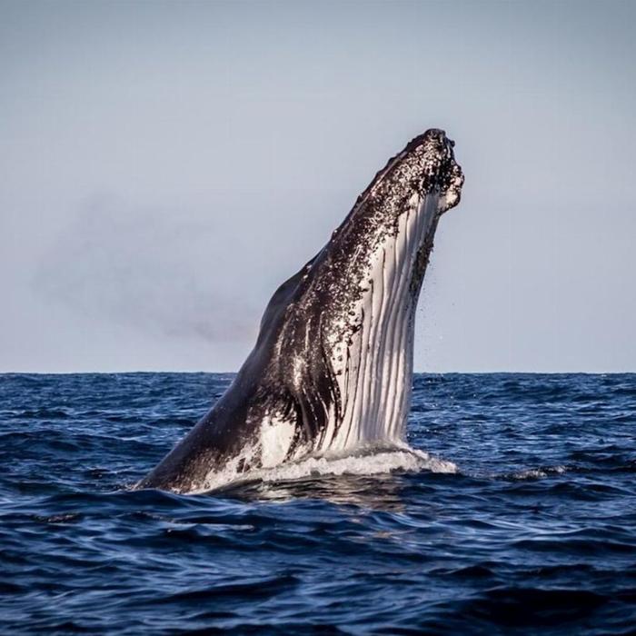 Sydney Harbour Whale Watching Sydney Whale Watching Adventure Cruise