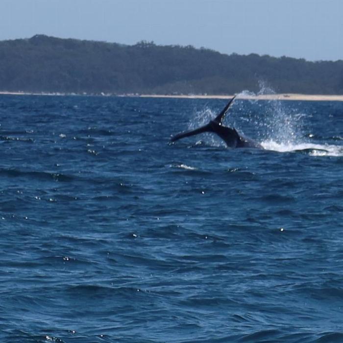 Sydney Charter Fishing 3 hour Depart Manly Wharf Exclusive Whale Watching Adventure