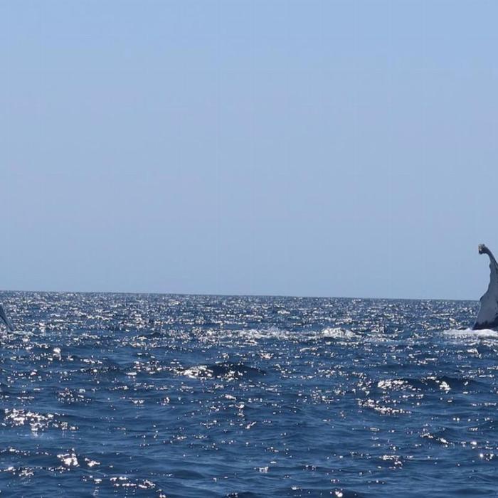 Sydney Charter Fishing 3 hour Depart Manly Wharf Exclusive Whale Watching Adventure