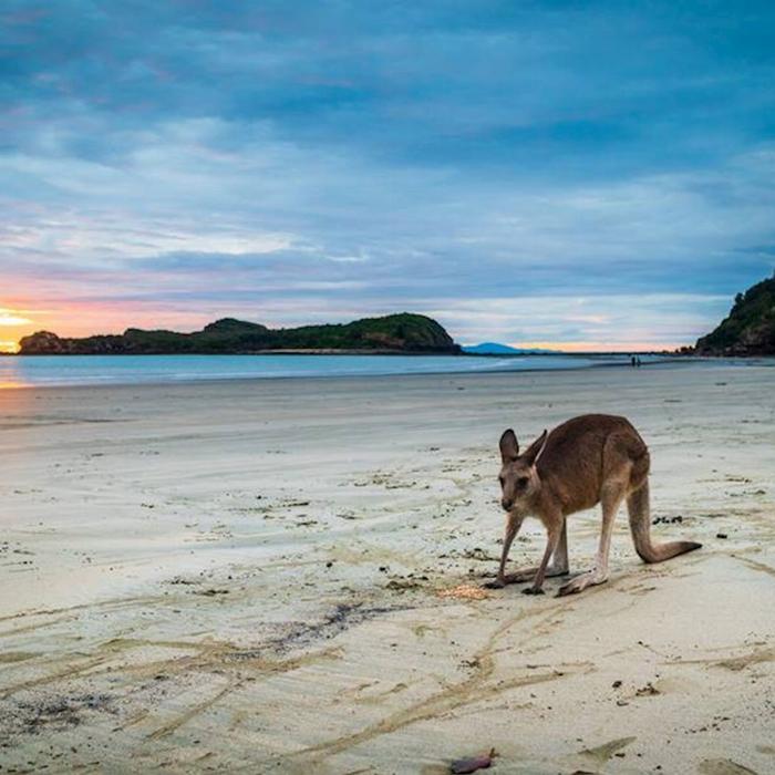 Airlie Adventure Tours Kangaroos & Wallabies on the Beach at Sunrise