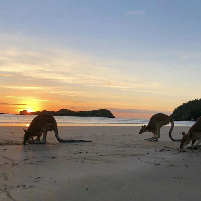 Airlie Adventure Tours Kangaroos & Wallabies on the Beach at Sunrise