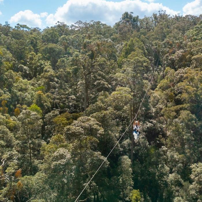 TreeTop Challenge - Tamborine - Adrenaline Pass