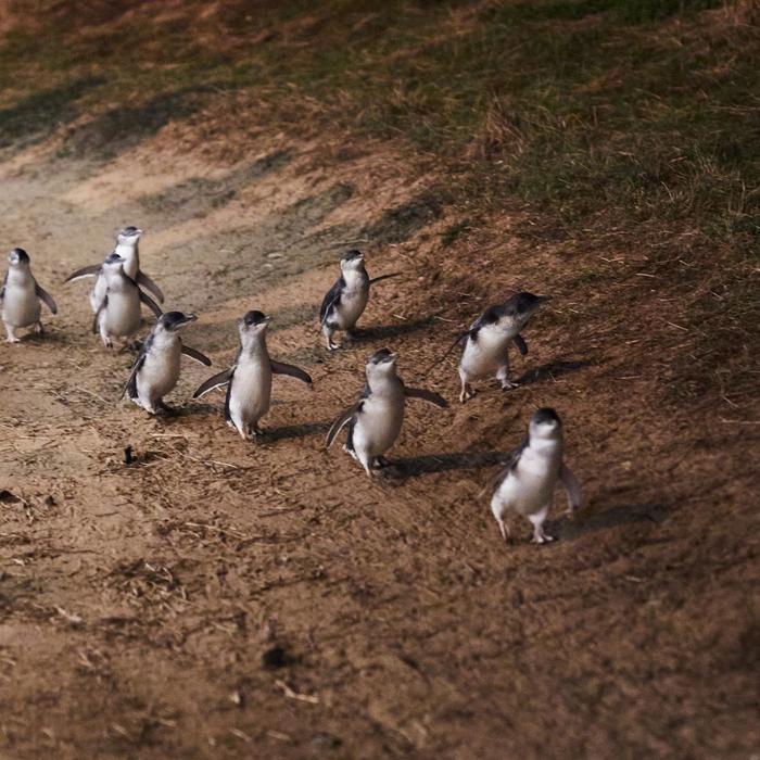 Wildlife Tours Australia Phillip Island + Penguins Plus Viewing Platform