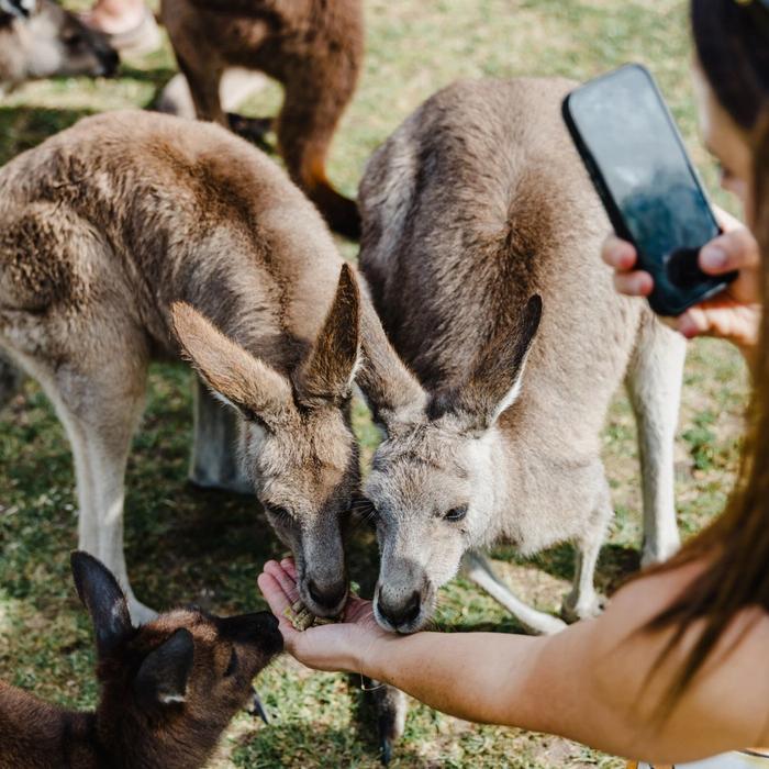 Colourful Collective Travel Jervis Bay Beach & Koalas (FLEXIBLE fare)