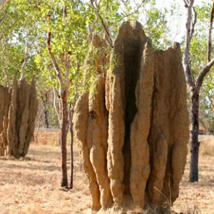Intrepid Best of Northern Territory (Twin Share Room)