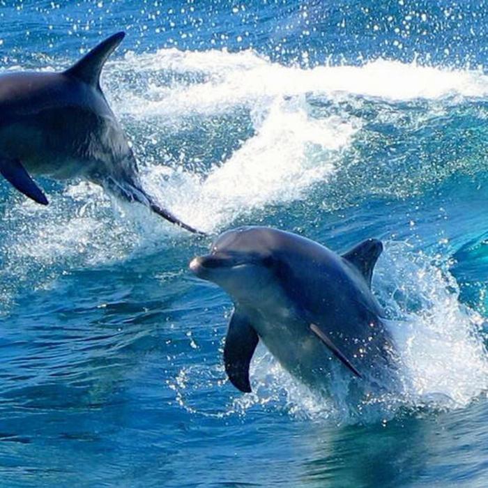 Brighton Coach & Tours Port Stephens Experience