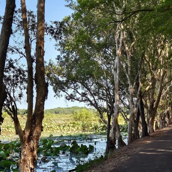 Croc Country Safaris: Half-Day Jumping Crocs & Barra Fishing