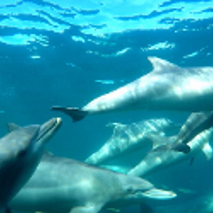 Perth Wildlife Encounters Swim with Wild Dolphins