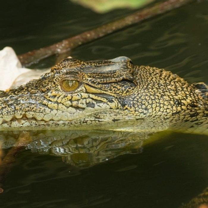 Solar Whisper Wildlife Cruises Extnded Crocodile and Wildlife Spotting Tour