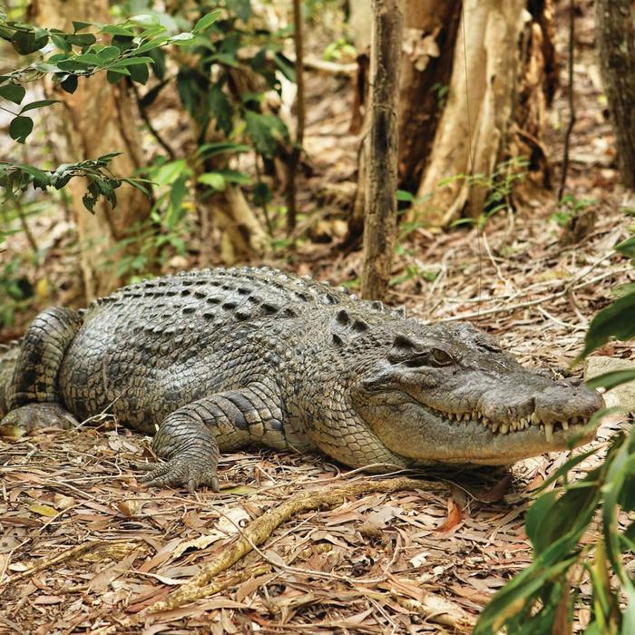 Down Under Tours Cairns Cruise Ship Shore Excursion from Yorkeys Knob to Hartley's Crocodile Adventures