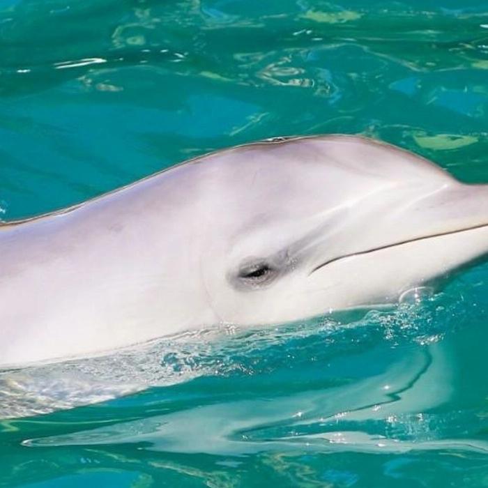 Moonshadow-TQC Cruises Port Stephens: 1.5hr Dolphin Discovery Cruise