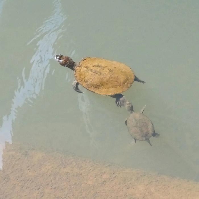 Airlie Adventure Tours Eco Wildlife Two-Day Tour – Platypus & Kangaroos
