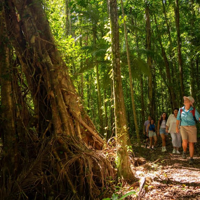 Driftwood Tours Rainforest to Reef Bushwalking Adventure – Airlie Beach
