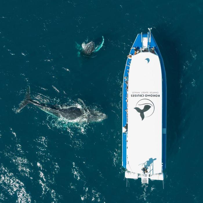 Kokomo Cruises Whale Watching Cruise